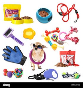 Dog Accessories Business: A Growing Opportunity in the Pet Industry 