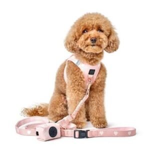 Dog Accessories Business: A Growing Opportunity in the Pet Industry